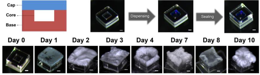 MIT: Polylactic-glycolic acid copolymer microparticles make “self-enhancing” vaccine.
